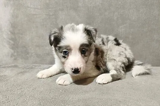 Suczka Border collie blue merle z rodowodem z domowej hodowli Suczka Border, Podkarpackie, Rymanów