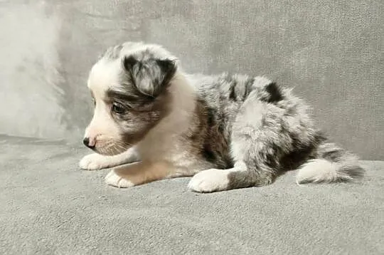 Suczka Border collie blue merle z rodowodem z domowej hodowli Suczka Border, Podkarpackie, Rymanów