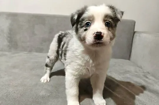 Suczka Border collie blue merle z rodowodem z domowej hodowli Suczka Border, Podkarpackie, Rymanów