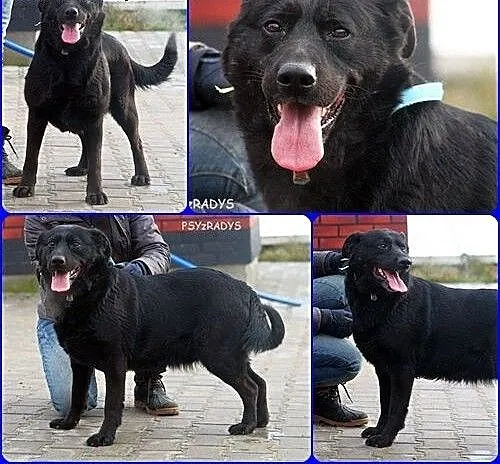SUDI - czarna prawie labradorka szuka domu ... już