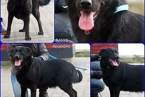 SUDI - czarna prawie labradorka szuka domu ... już