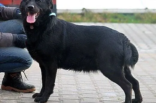 SUDI - czarna prawie labradorka szuka domu ... już