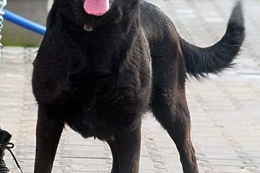 SUDI - czarna prawie labradorka szuka domu ... już