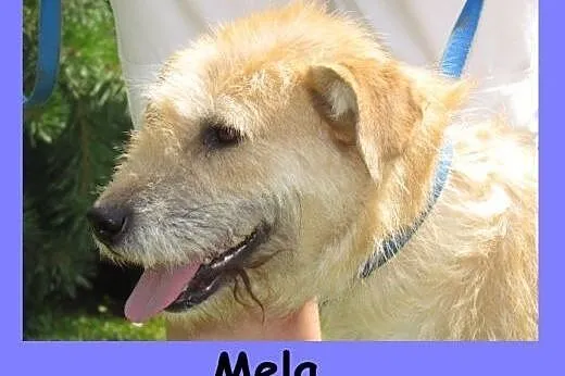 Mela - ofiara wakacji szuka nowego domu,  śląskie Katowice