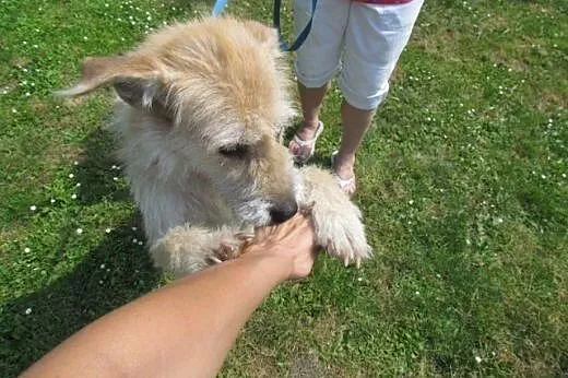 Mela - ofiara wakacji szuka nowego domu,  śląskie 