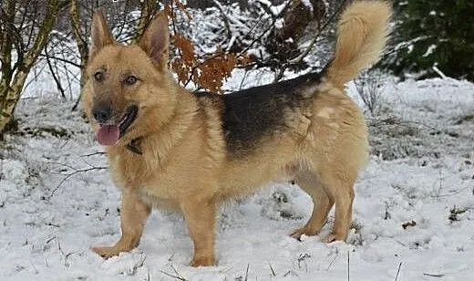 Rambo - pełen wdzięku owczarek niskopodwoziowy :)