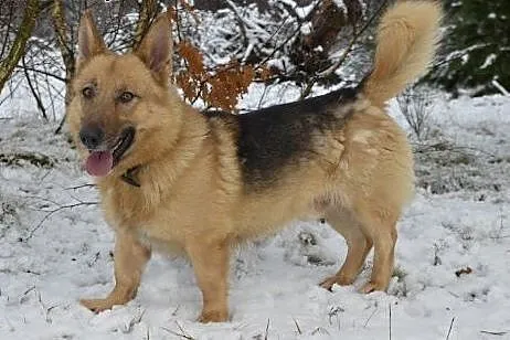 Rambo - pełen wdzięku owczarek niskopodwoziowy :) 