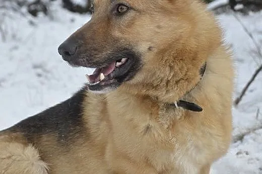 Rambo - pełen wdzięku owczarek niskopodwoziowy :) 