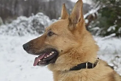 Rambo - pełen wdzięku owczarek niskopodwoziowy :) 