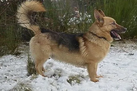Rambo - pełen wdzięku owczarek niskopodwoziowy :) 
