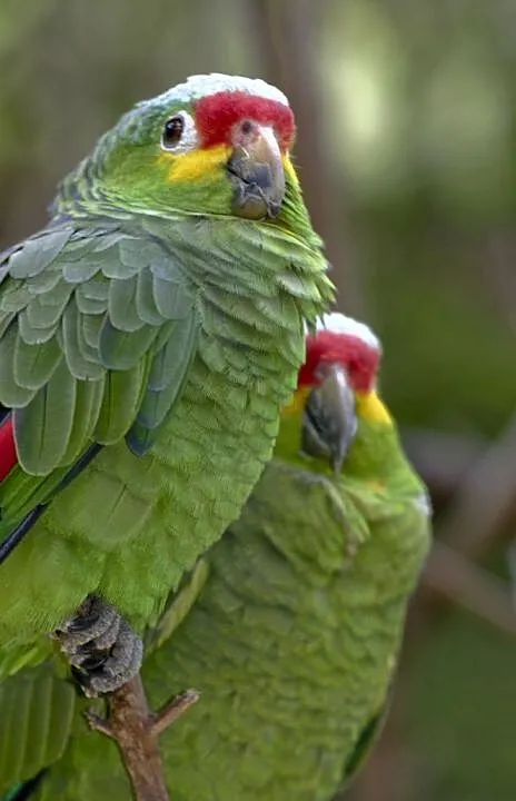 Para amazonki zótolice Amazona autumnalis, Małopolskie, Wieliczka