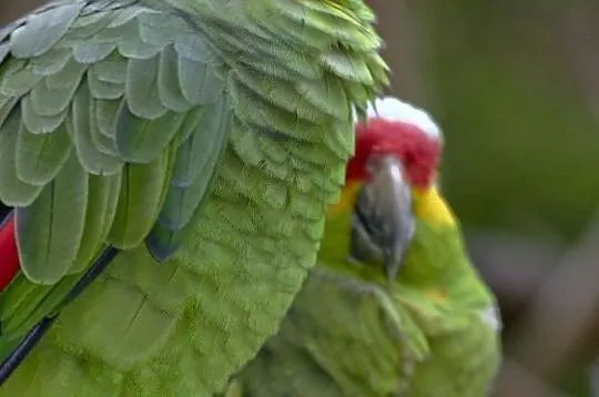 Para amazonki zótolice Amazona autumnalis, Małopolskie, Wieliczka