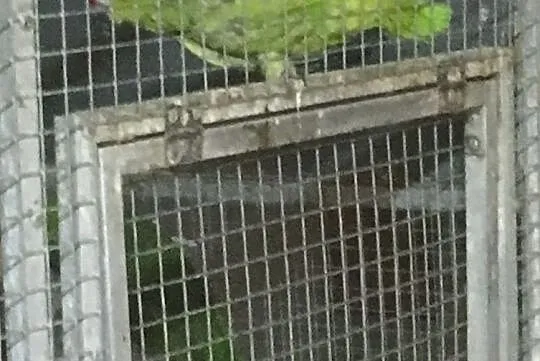 Para amazonki zótolice Amazona autumnalis, Małopolskie, Wieliczka
