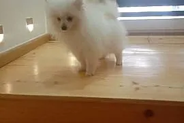 Szpic miniaturowy/Pomeranian