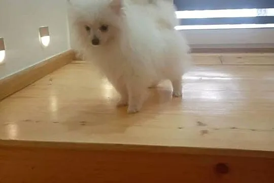 Szpic miniaturowy/Pomeranian