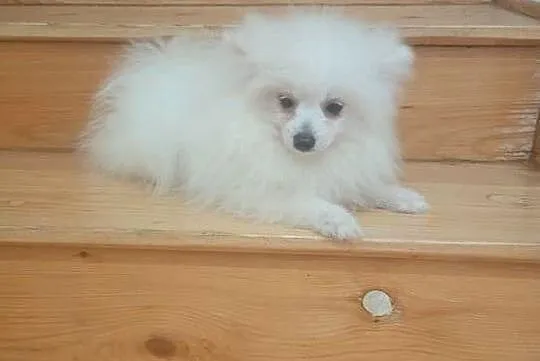 Szpic miniaturowy/Pomeranian, Łódzkie, Łowicz