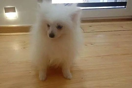 Szpic miniaturowy/Pomeranian, Łódzkie, Łowicz