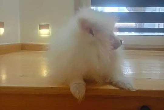 Szpic miniaturowy/Pomeranian, Łódzkie, Łowicz