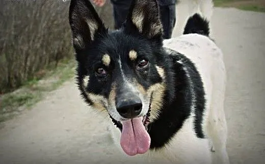 Piękny i łagodny pies szuka domu!, podkarpackie P