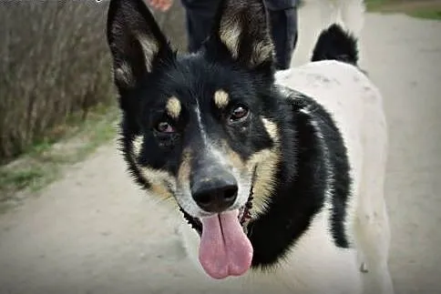 Piękny i łagodny pies szuka domu!, podkarpackie Przemyśl