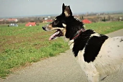 Piękny i łagodny pies szuka domu!,  podkarpackie P
