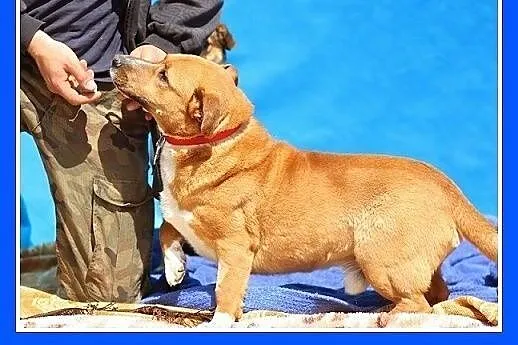 16 kg,wesoły,aktywny pies na krótkich łapach,masywny HURMAK.Adopcja,  dolnośląskie Wrocław