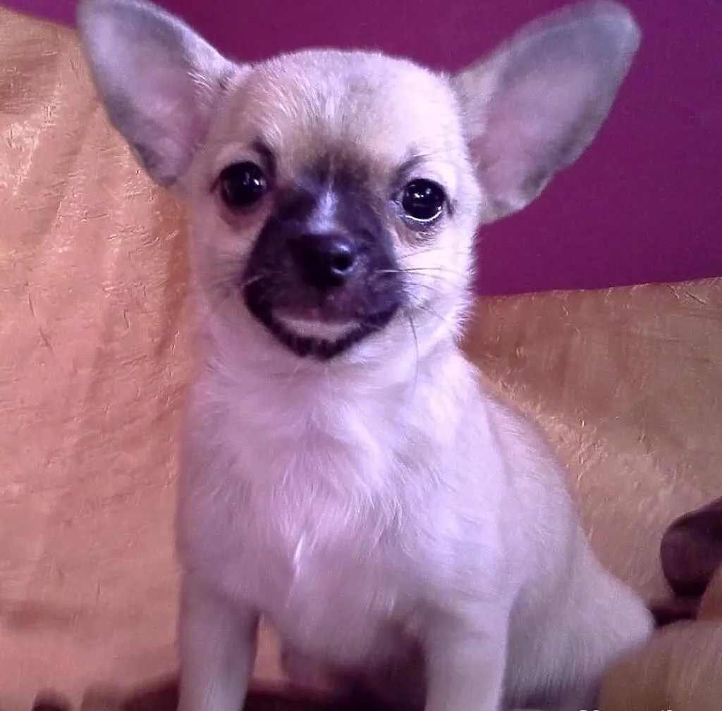 Chihuahua rodowód FCI