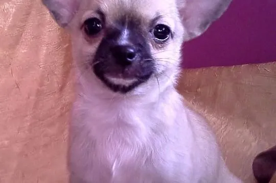 Chihuahua rodowód FCI