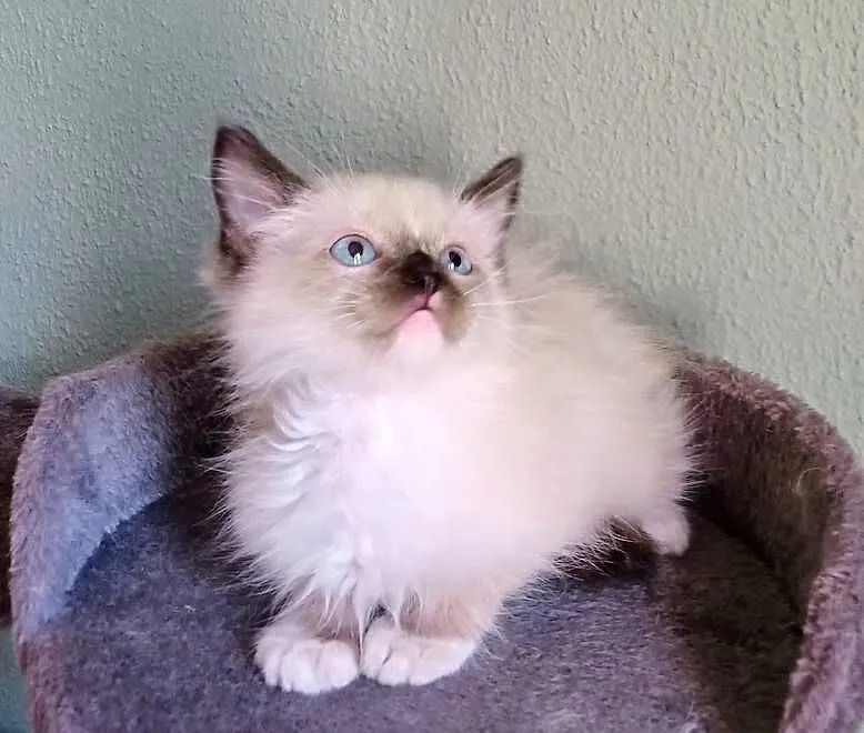 Piękne kocięta Ragdoll z rodowodem i wyprawką, Łódzkie, Łódź