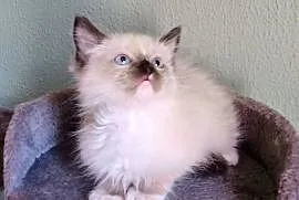 Piękne kocięta Ragdoll z rodowodem i wyprawką