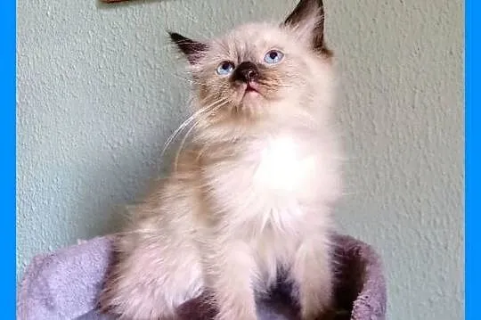 Piękne kocięta Ragdoll z rodowodem i wyprawką, Łódzkie, Łódź