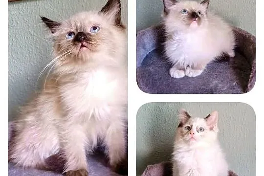Piękne kocięta Ragdoll z rodowodem i wyprawką, Łódzkie, Łódź