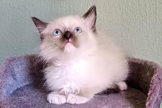 Piękne kocięta Ragdoll z rodowodem i wyprawką, Łódzkie, Łódź