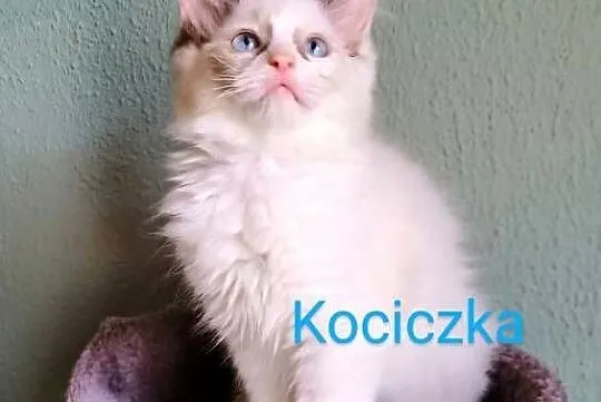 Piękne kocięta Ragdoll z rodowodem i wyprawką, Łódzkie, Łódź