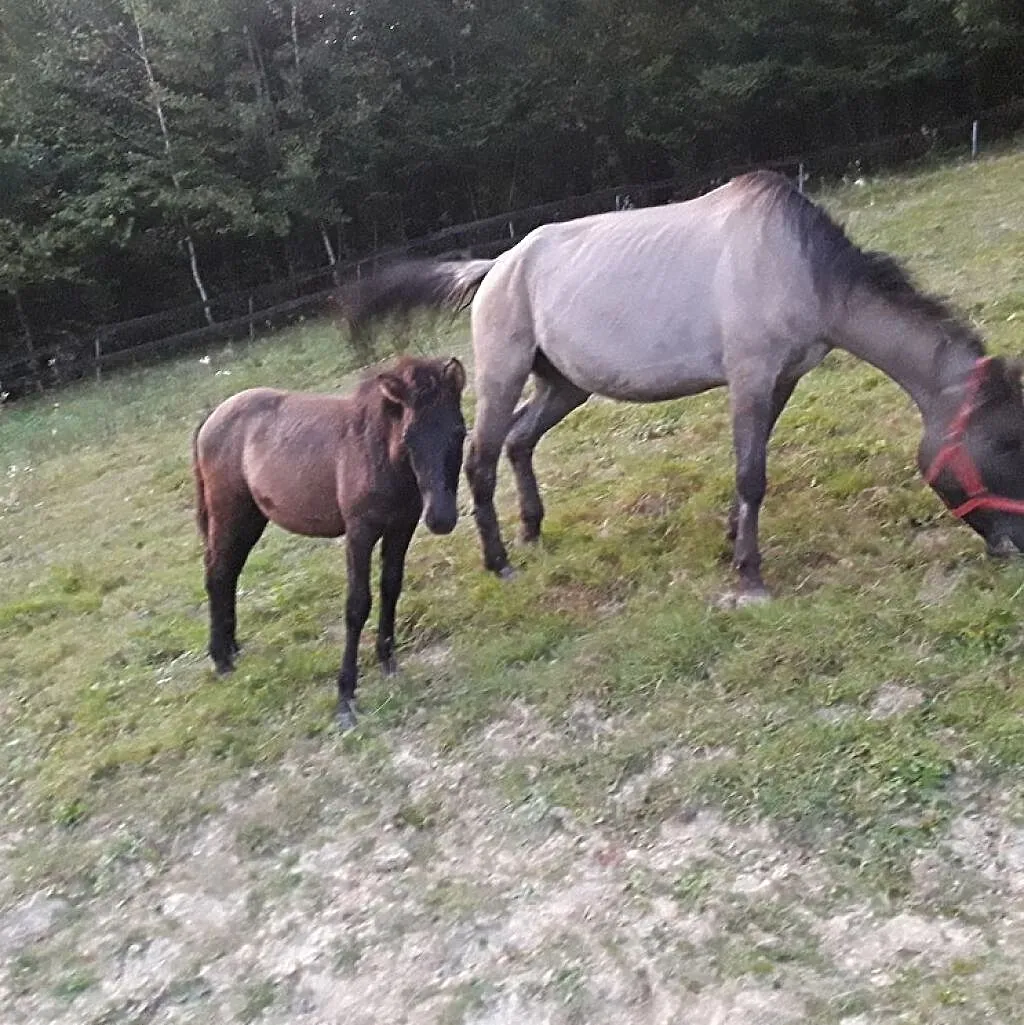 Klacz Konik Polski, , Zagórz