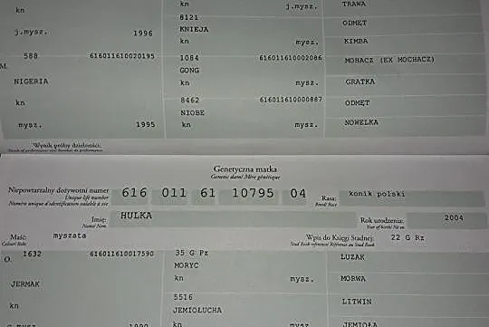 Klacz Konik Polski, , Zagórz