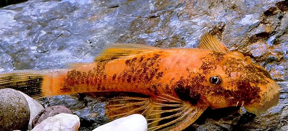 Glonojad - Zbrojnik LDA 16 - L 338 - Ancistrus - WYSYŁKA, Pomorskie, Gdańsk