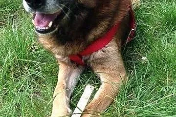 Kaj- ułożony, zdrowy, spokojny pies do adopcji,  śląskie Katowice