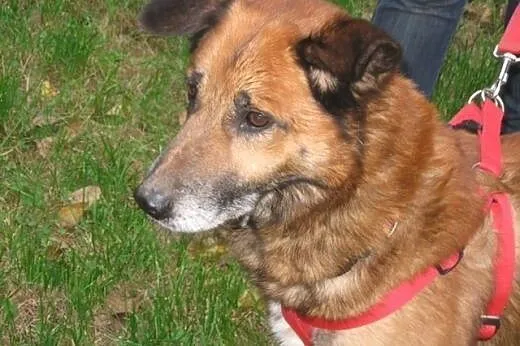 Kaj- ułożony, zdrowy, spokojny pies do adopcji,  ś