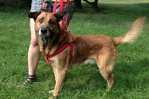 Kaj- ułożony, zdrowy, spokojny pies do adopcji,  ś