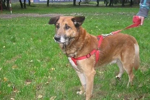 Kaj- ułożony, zdrowy, spokojny pies do adopcji,  ś