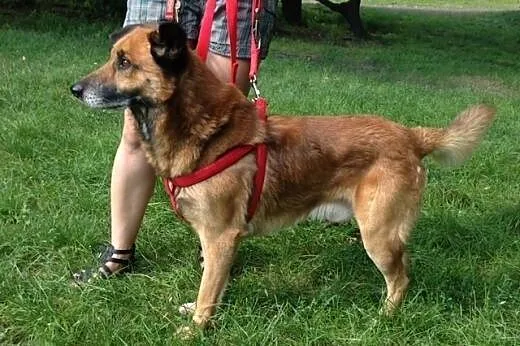 Kaj- ułożony, zdrowy, spokojny pies do adopcji,  ś