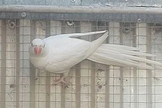 Aleksandretta Obrożna samica, Lubuskie, Nowa Sól