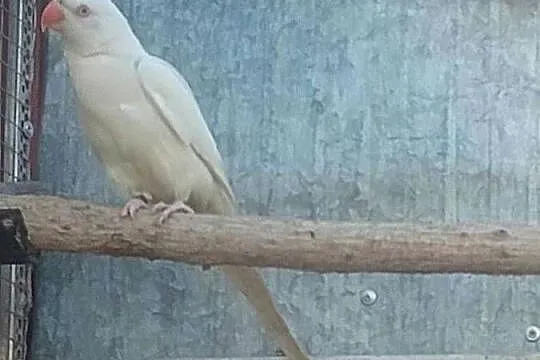 Aleksandretta Obrożna samica, Lubuskie, Nowa Sól