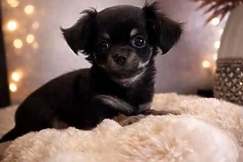 Chihuahua - malutki piesek długowłosy