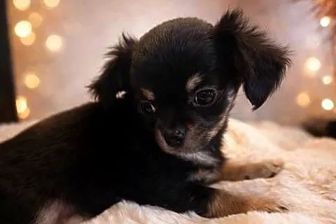 Chihuahua - malutki piesek długowłosy, Małopolskie, Sułkowice