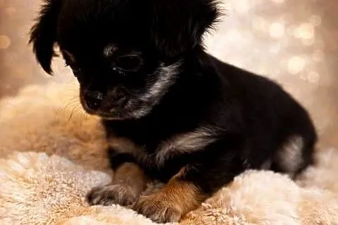 Chihuahua - malutki piesek długowłosy, Małopolskie, Sułkowice