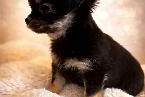 Chihuahua - malutki piesek długowłosy, Małopolskie, Sułkowice