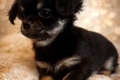 Chihuahua - malutki piesek długowłosy, Małopolskie, Sułkowice