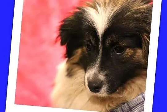 5 miesięczny śliczny trzykolorowy szczeniak, przesympatyczny, tulaśny_Adopcja_